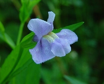 Gauklerblume, blaue