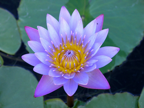 Nymphaea Panama Pacific