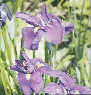 Japaniris, violett