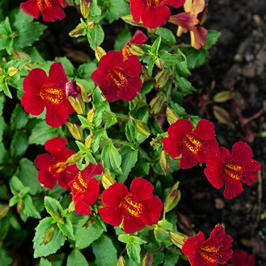Gauklerblume, rote