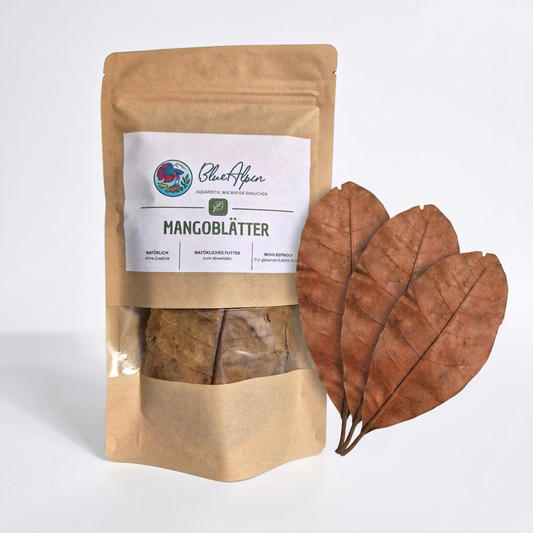 Mangoblätter 10 g (ca. 15 Blätter)