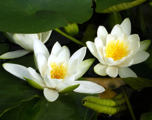 Hever White