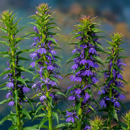 Lobelie, violettblaue