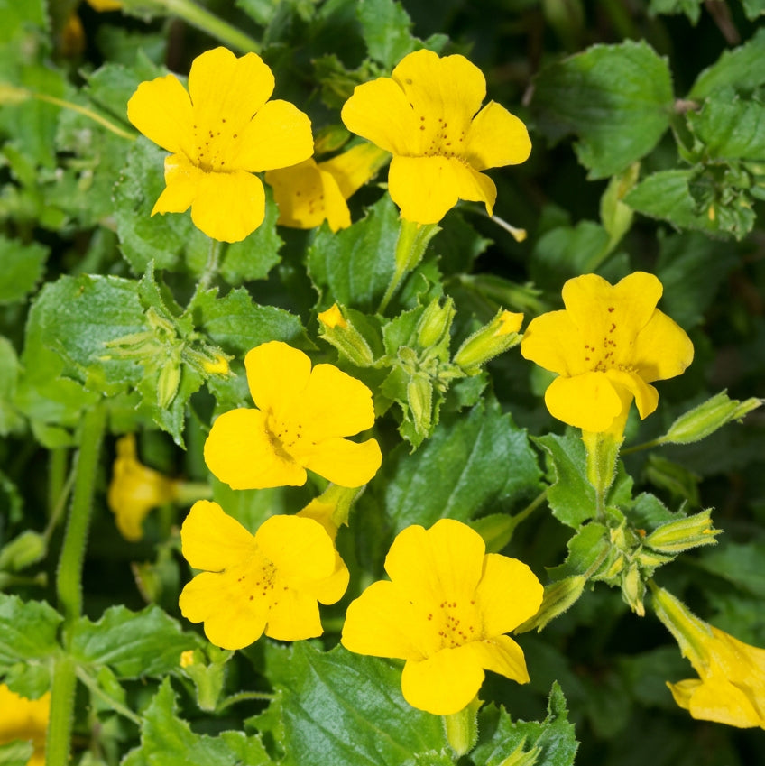Gauklerblume, gelbe