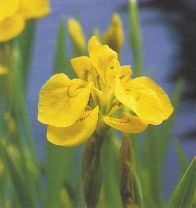 Sumpfschwertlilie, gelbe