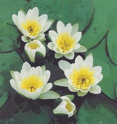 Pygmaea Helvola