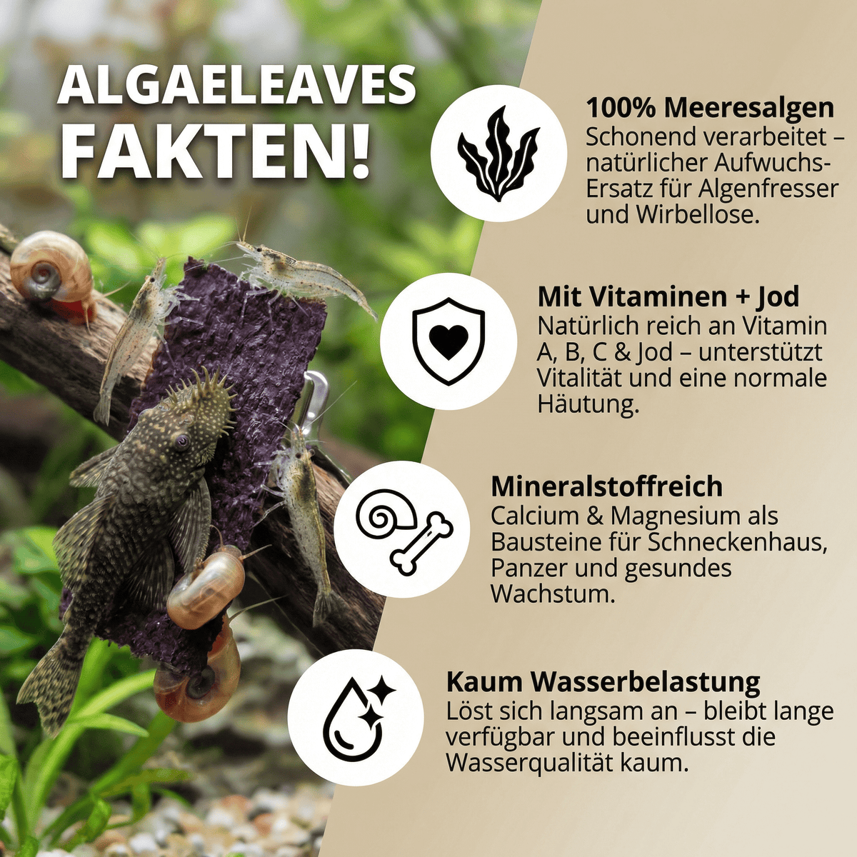 AlgaeLeaves