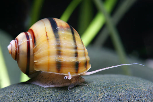 Zebra-Apfelschnecke