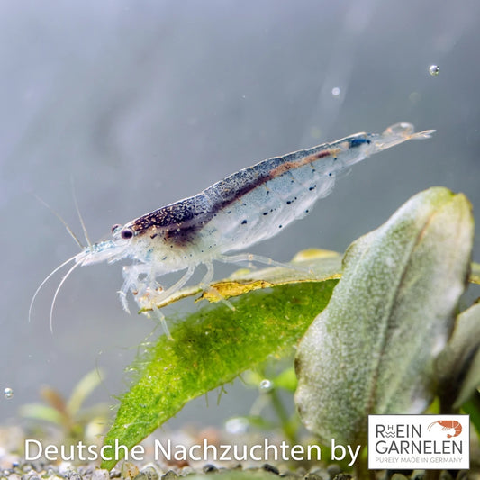 Amano-Garnelen aus deutscher Zucht von Rheingarnelen