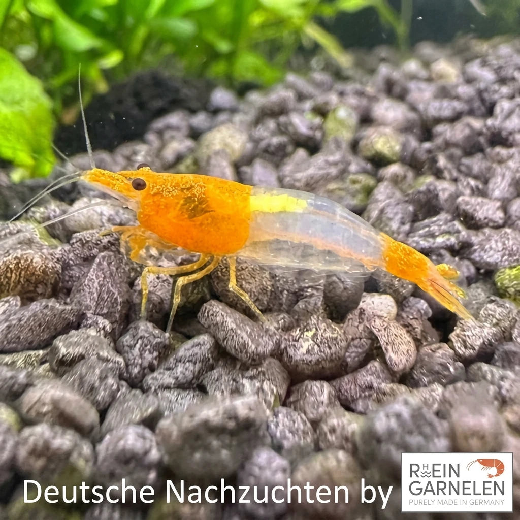 Orange Rili Garnele – Neocaridina davidi aus deutscher Zucht