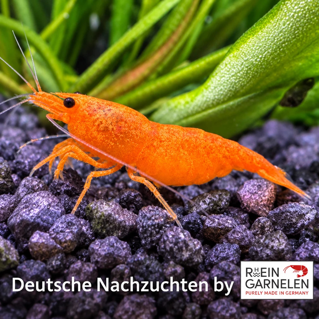 Orange Sakura Garnelen (DNZ) - Neocaridina davidi "Orange Sakura"