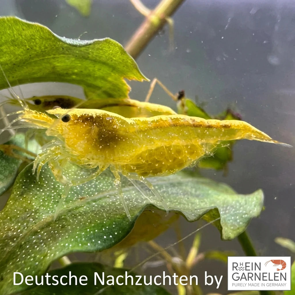 Yellow Fire Garnele - aus deutscher Zucht von Rheingarnelen