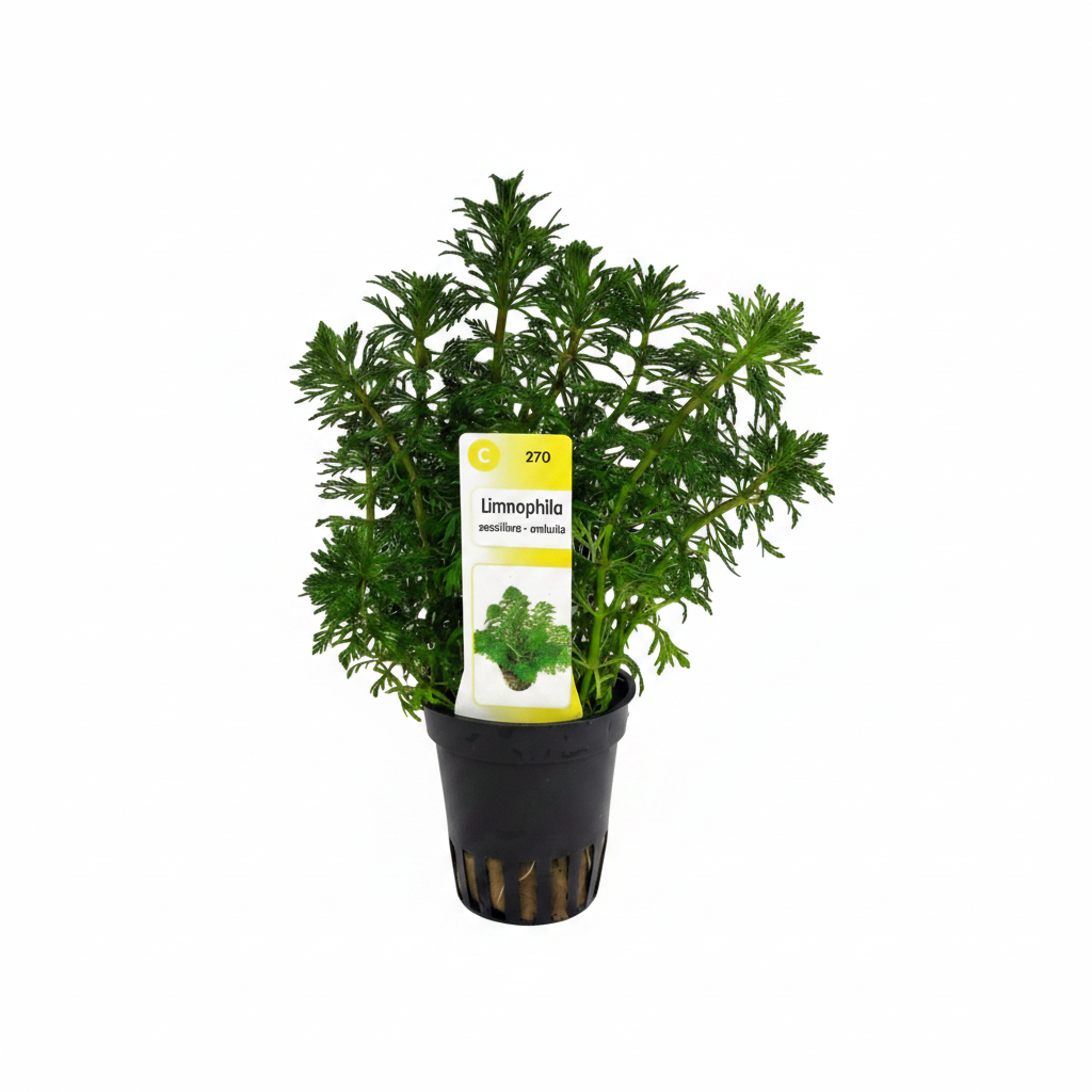 Limnophila sessiliflora – Blütenstielloser Sumpffreund