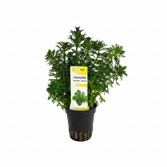 Limnophila sessiliflora – Blütenstielloser Sumpffreund
