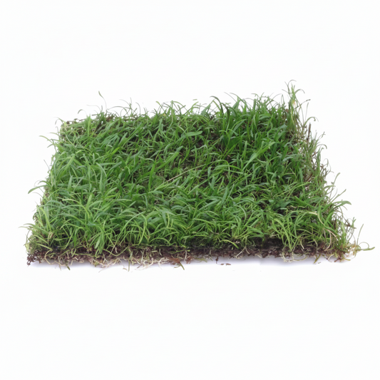 Lilaeopsis novae-zelandiae (Syn.: L. brasiliensis) Epaqmat 10x15 cm