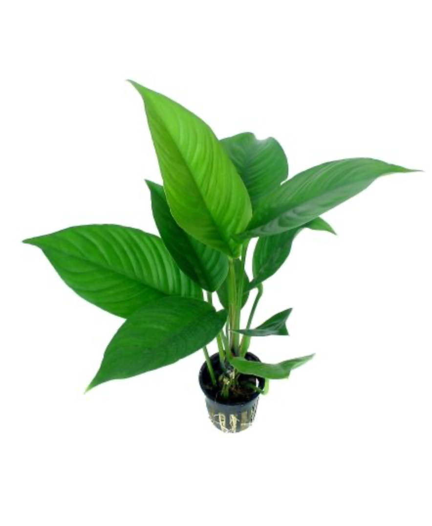 Anubias heterophylla – Verschiedenblättriges Speerblatt