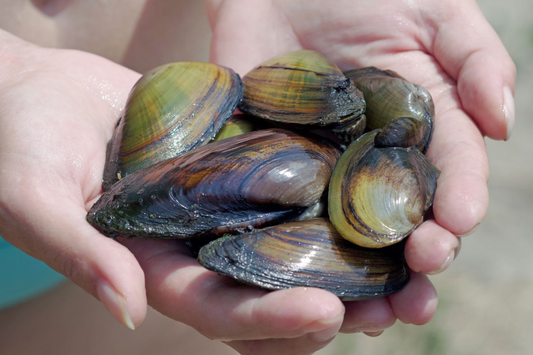Teichmuscheln 5–10 cm – Natürliche Wasserfilter für deinen Gartenteich