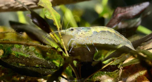 Snow Amanogarnele - Caridina multidentata "snow". Größe L