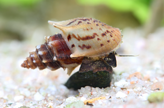 Thiara scabra – Turmdeckelschnecke „Ankylosaurus“