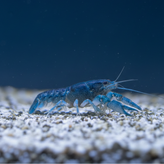 Baby Blauer Floridakrebs - Procambarus alleni