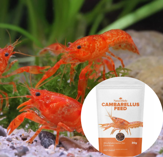 Orange Dwarf Crayfish (CPO) breeding group + 30 g dwarf crayfish food