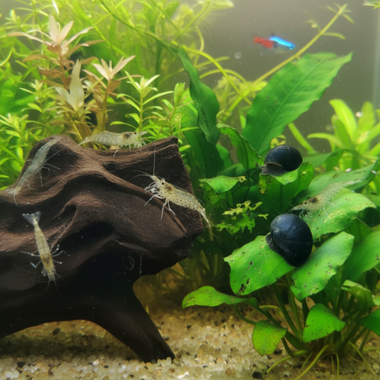 10 x Amano Shrimp + 10 x Military Helmet Snails – The ideal cleaning crew for your aquarium