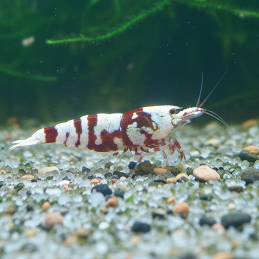 Crevettes tigrées Red Fancy