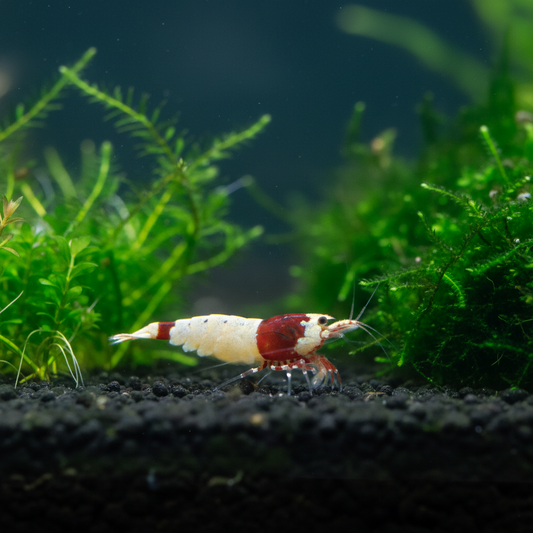 Red Shadow Mosura Shrimp