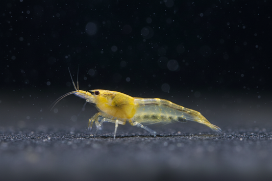 YKK Skeleton Shrimp – Caridina