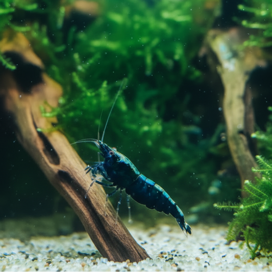 Pinto Backline Black – Caridina sp.