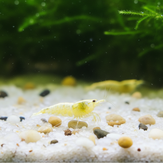 Snow White Shrimp - Caridina logemanni