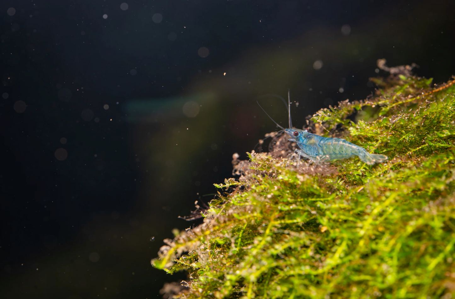 Blue Pearl Garnele - Neocaridina palmata