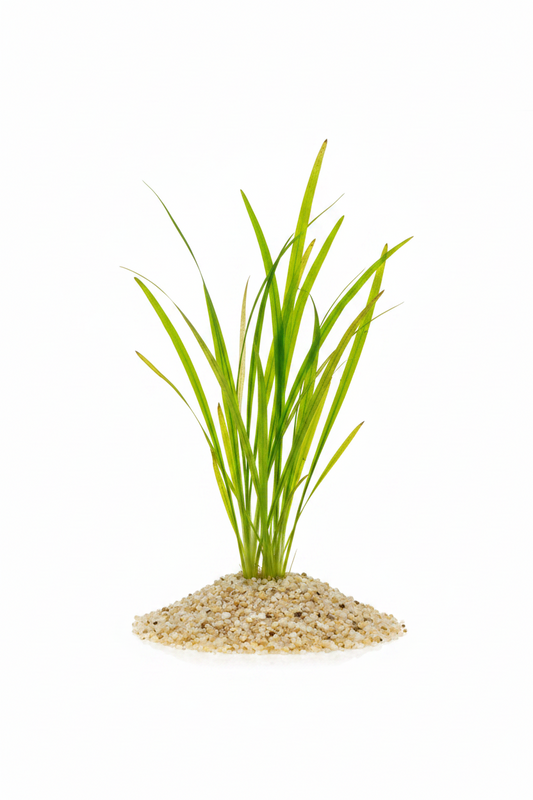 vallisneria