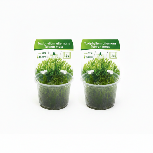 Taiwan Moos – Taxiphyllum alternans 'Taiwan Moss' 2 Stück