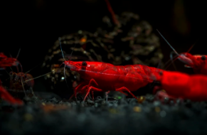 250 St. Bloody Mary Garnele - Neocaridina davidi
