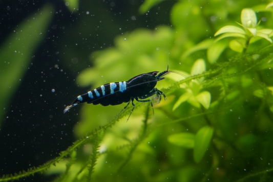 100 Black Pinto Zebra - Caridina Garnele