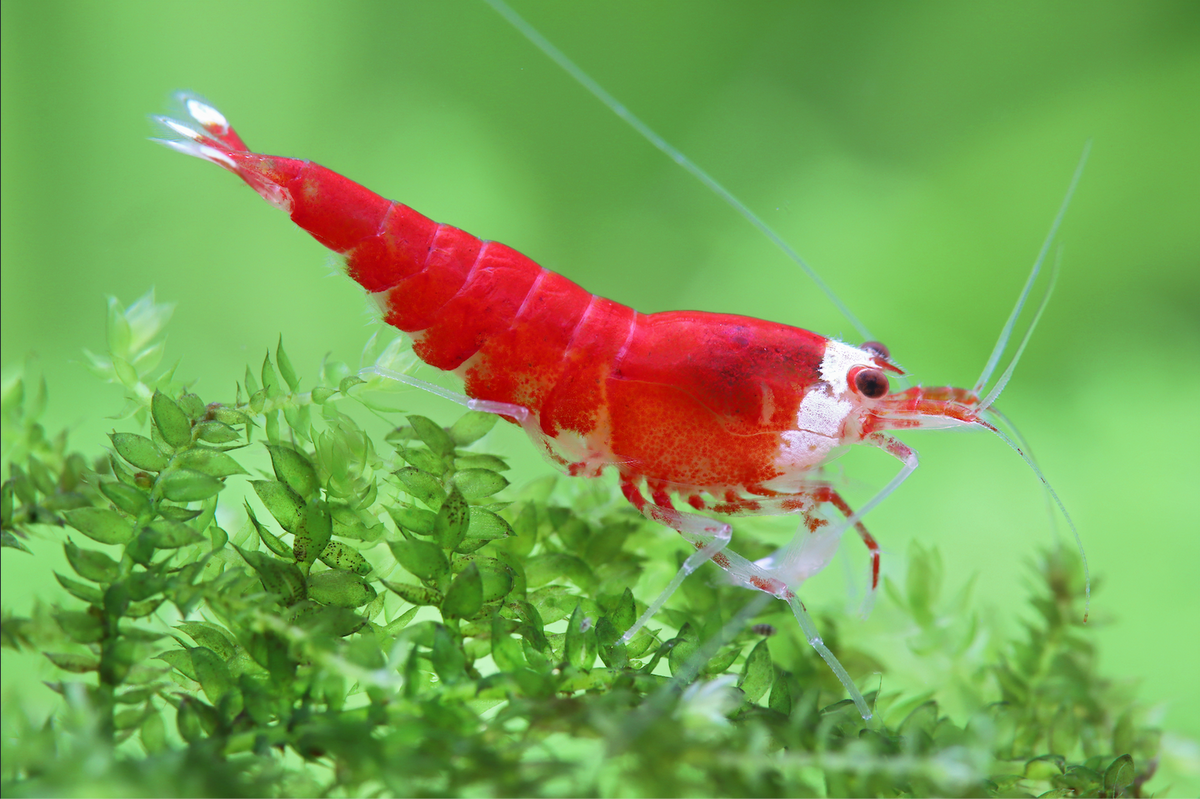 Super Crystal Red Garnele - Caridina logemanni