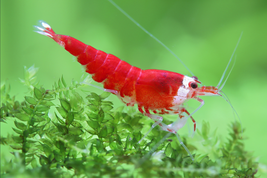 Super Crystal Red Garnele - Caridina logemanni