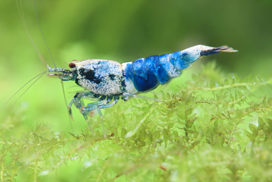 Crazy Blue - Caridina High Great