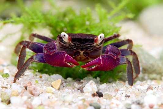 Vampirkrabbe "Ultra Violett" - Geosesarma bogorensis