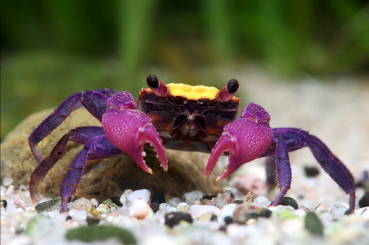 Vampirkrabbe "Orange black eye" - Geosesarma spec.
