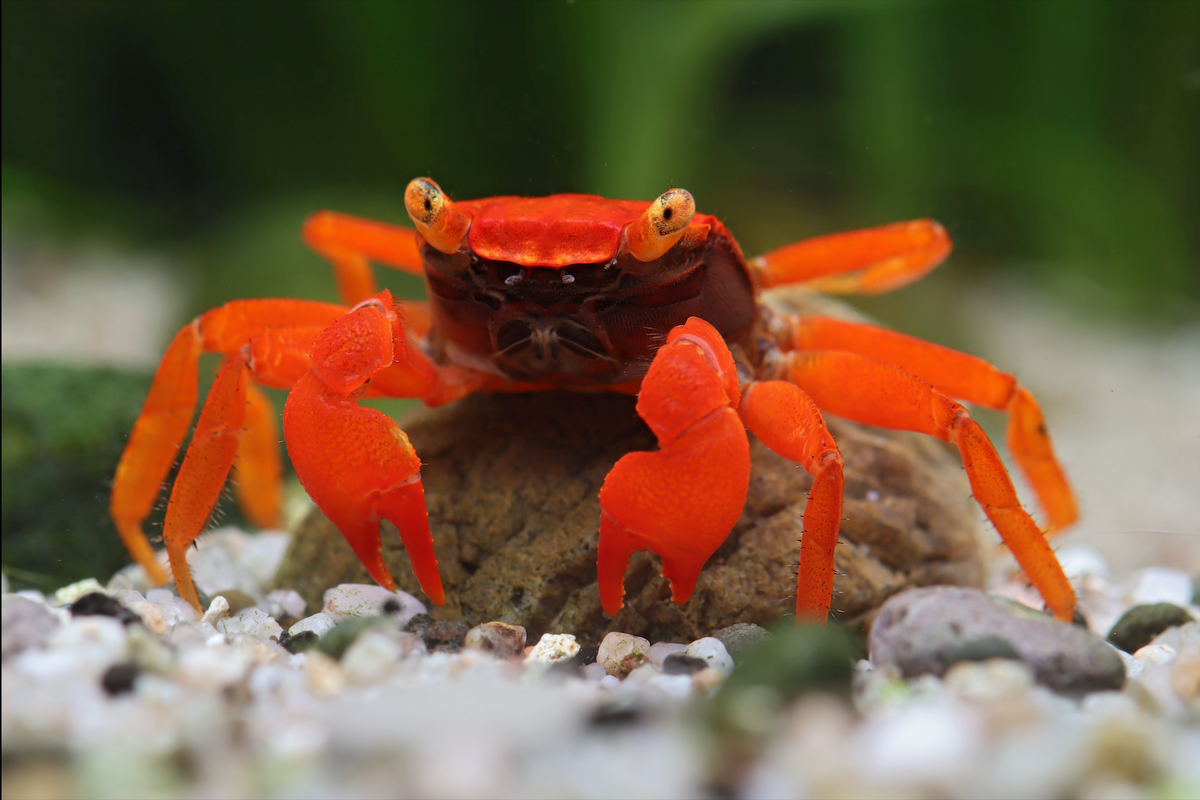 Vampir Krabbe Blood Devil - Geosesarma sp.