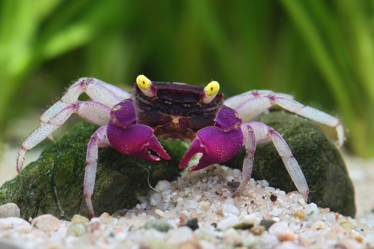 Vampirkrabbe "Indigo blue" - Geosesarma sp.