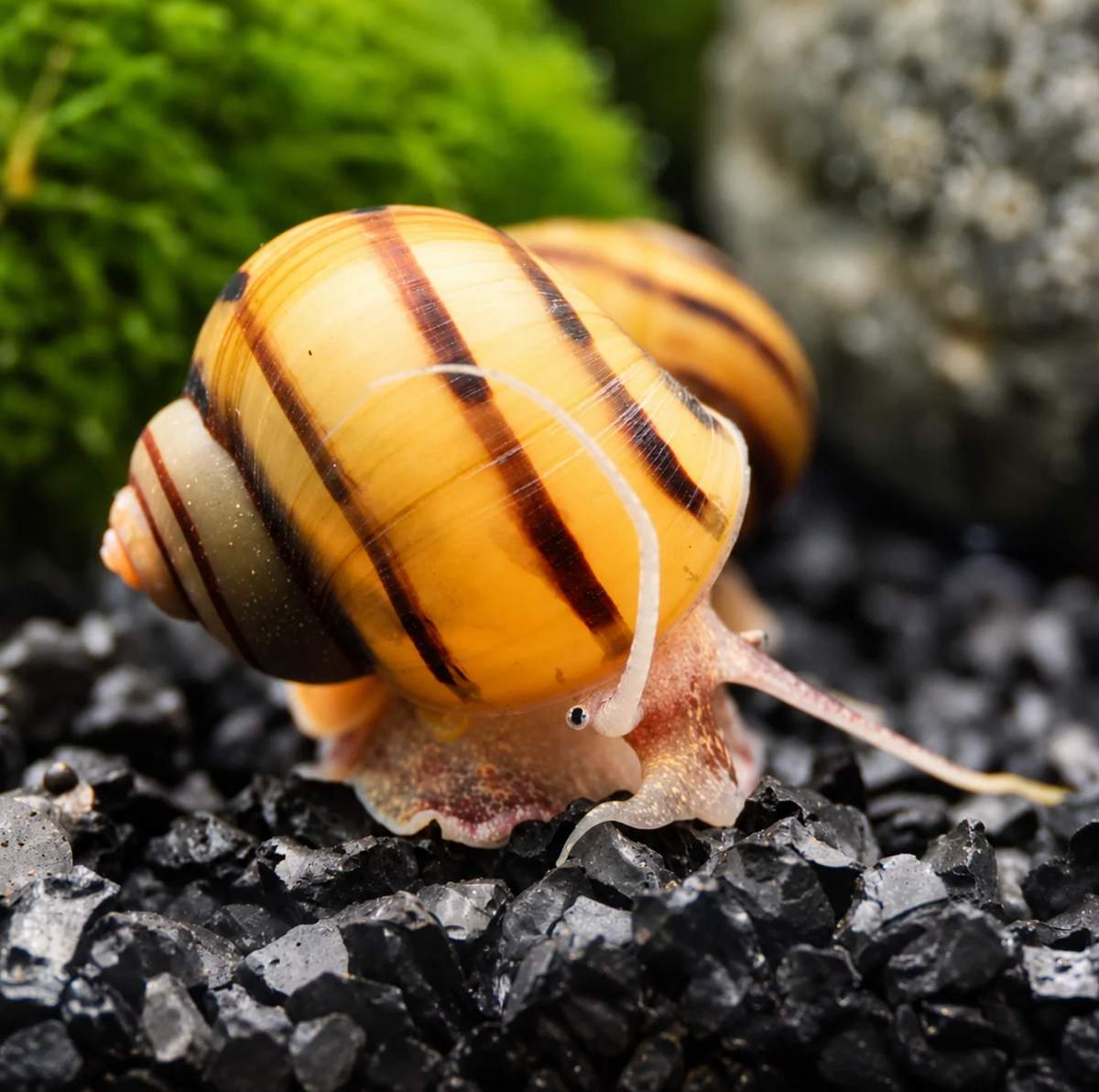 Zebra Apfelschnecke lat. Asolene spixi DLZ -Deutsche Nachzucht