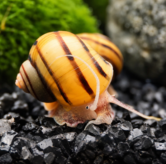 Zebra Apfelschnecke lat. Asolene spixi DLZ -Deutsche Nachzucht