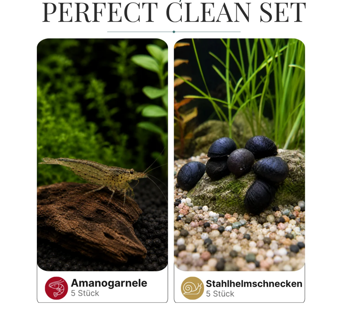 Perfect Clean Set 5 Amanogarnelen+ 5 Stahlhelmschnecken