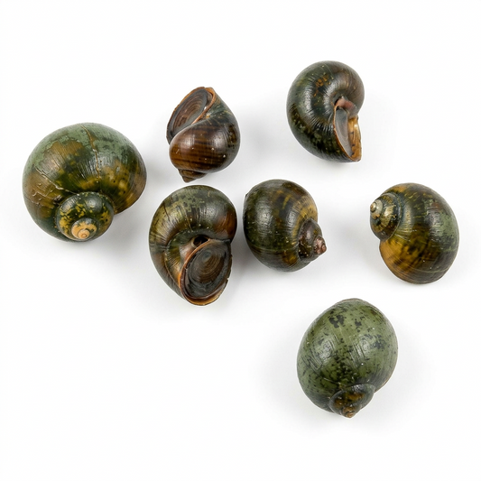 Asiatische Sumpfdeckelschnecke – Viviparidae sp.