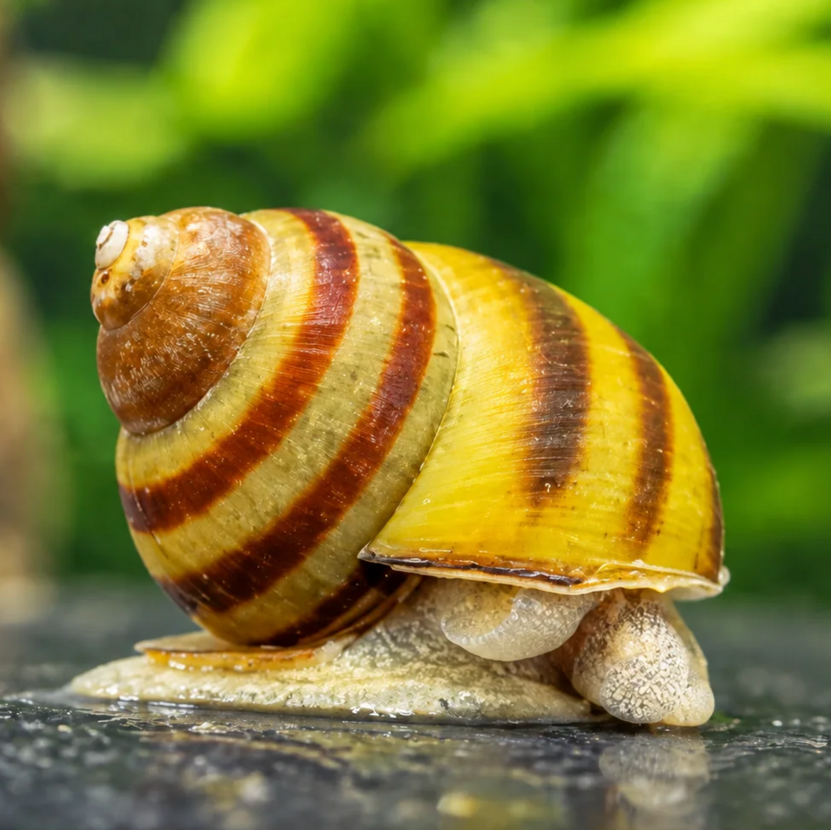Sumpfdeckelschnecke (aus Deutschland)