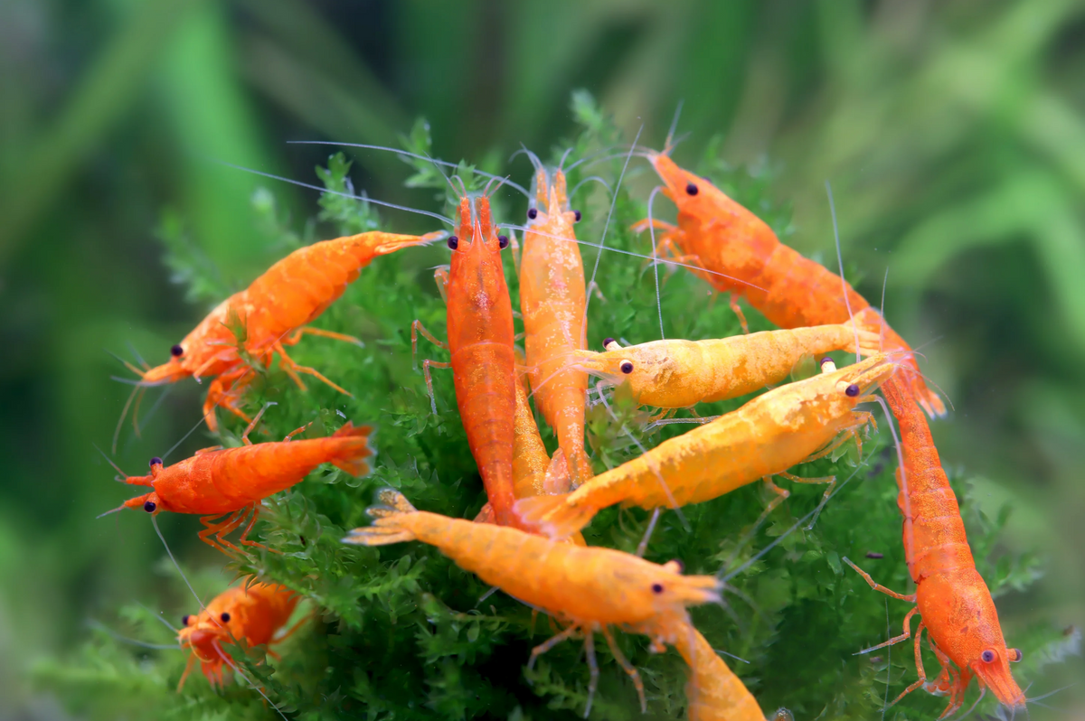 200 Orange Fire Garnelen