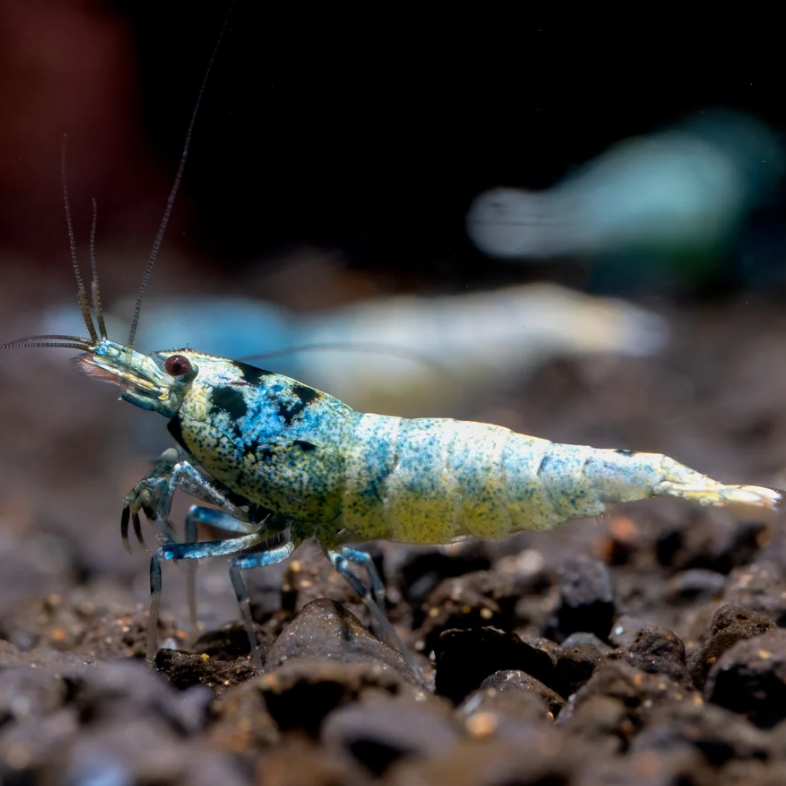50 Iced Blue Mix Garnelen – Caridina sp.